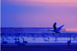 《地理中国》 青海奇观 探秘青海湖（上）