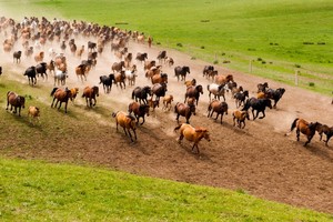 甘肃张掖 山丹军马场宣传片 