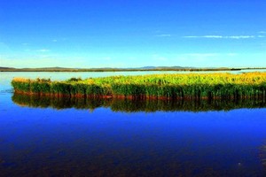 四川阿坝 若尔盖花湖