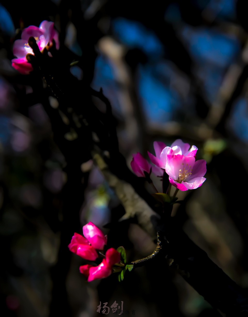 DSC_3641 拷贝.jpg1