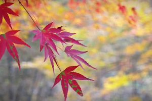 2025年11月22-23日蓝山谷桐子坳，摄影爱好者阳阳作品。