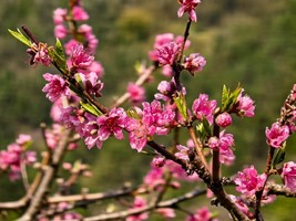 新线！盛花期！特惠368【凰落花海】【18/21日】赏浈江樱花，赏凰落花海争相怒放的艳美桃李