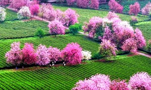 新线！【英德春色】茶庄里的春日浪漫，水墨梦境情人桥同心岛