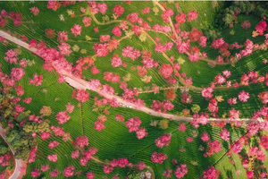 【云南虫谷】昆明-哀牢山-无量山樱花谷-沧源翁丁-千年崖画-龙摩爷-孟连-老达保-景迈山樱花-版纳8日游