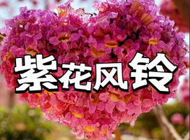 【周三四周末】【冬影江门】花花世界！美拍千亩紫花风铃花海，行摄圭峰山百亩红枫，漫步石涧碧湖红水杉碧湖