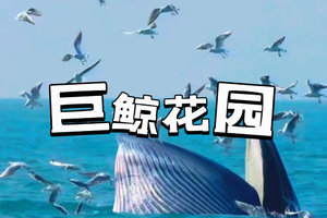 【巨鲸花园】别让期待落空！赶紧预约专属北海涠洲岛观鲸，赴一场心灵之约！