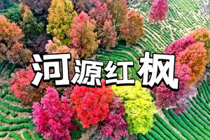 【逢周三/六/日】【河源红枫】漫步