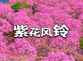 新线【免门票】【每周三四六日，特价88元】美拍三水千亩紫花风铃+木棉花海，千年小众古城 漫步肇庆古城墙+肇庆骑楼街美食~