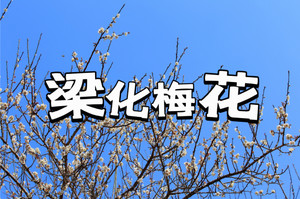 免门票！【醉美2周】【27/1/2/3/7/8/10/11日】【漫山遍野花开正旺】梁化梅园赏梅