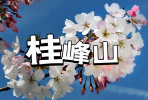 梅花开了，成团！【27日】【从化十登】登从化桂峰山赏花海