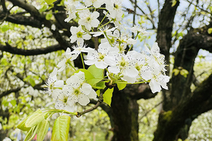 准备开花啦！【21日-4月初】【连州梨花】“广东小金川”醉美梨花，漫步高山牧场