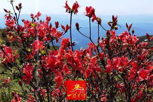 【18/19/21/22日】【天露山】【火爆珠三角】漫山遍野杜鹃花-天露山登山踏春赏花