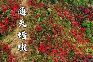 【17日周二/21/22日】【通天蜡烛】【从化十登】第六峰，高山杜鹃花开满山红似火，