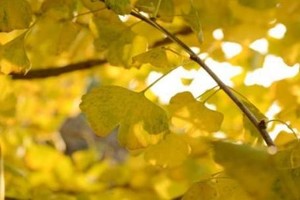 特惠69！【小江银杏】【6/7日】南国深秋风景线，阳山小江银杏