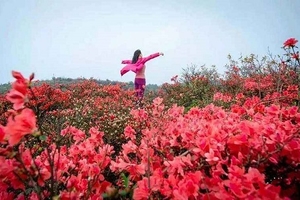【28/29日】清远望军山登山赏野杜鹃红似火，登山不累，珍惜花期
