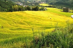 已成团！【龙溪+广州塔+花果上上车】【黑山梯田】赏广东最美黑山梯田，感受丰收喜悦，赏万山朝王群山