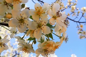 成团！【山楂花】【11日成团/12日成团/14日成团/15日】广宁山楂花海灿烂开