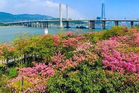 成行！【特惠】【横琴海湾】【周三四/周末】万株樱花木棉绽海湾，芒洲湿地热情放飞
