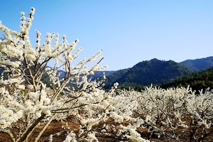 成团！【27日】【从化十登】登从化桂峰山赏花海