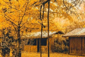 秋假！景色+历史+安全【桐子坳3天】【12-14/13-15日】桐子坳银杏深度游，赏零陵古城，舜皇九嶷山+枫叶