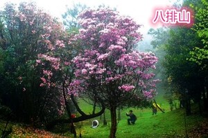 【21/22/26周四/28/29】【八排山】广东醉美原生态大草原，赏青青高山草原，看山顶阿牛哥