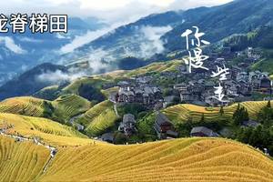 龙脊梯田现场视频2025年10月18日拍摄