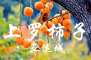 天誉东门出发【特惠69元】【16/22日】上罗千亩柿园，美拍从化罗洞工匠小镇+艾米千亩稻田