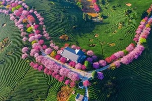 春节【泉州樱花3天】永福樱花园、蟳浦簪花、泉州西街、梧林村小娘惹、大鱼海棠初溪土楼