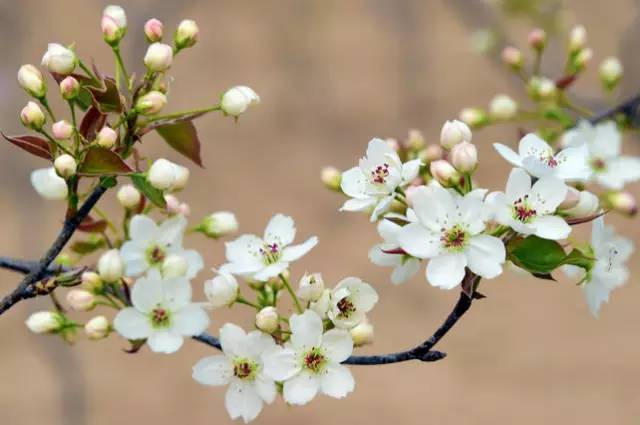 2日/3日 【最美阳山梨花】春风万里,花香黎埠