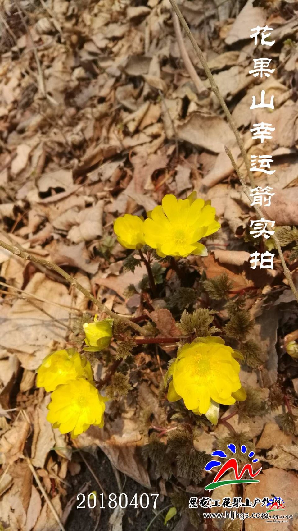 微信图片_20180407111201幸运箭