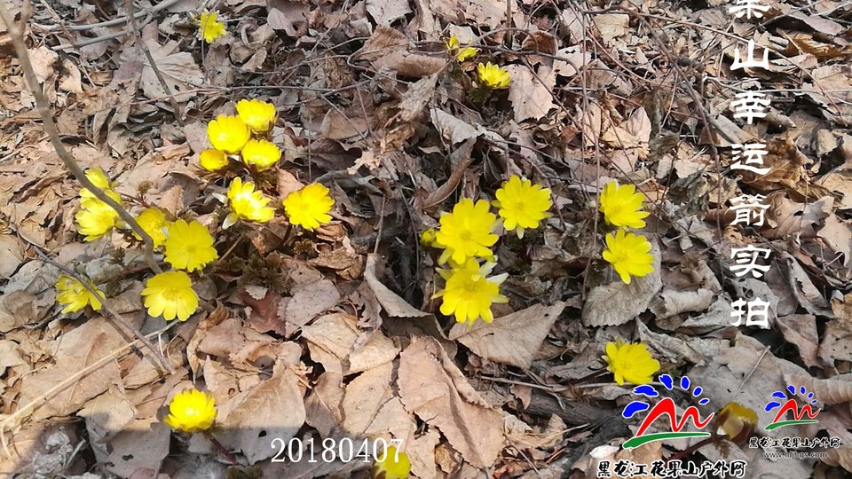 微信图片_20180407111202幸运箭