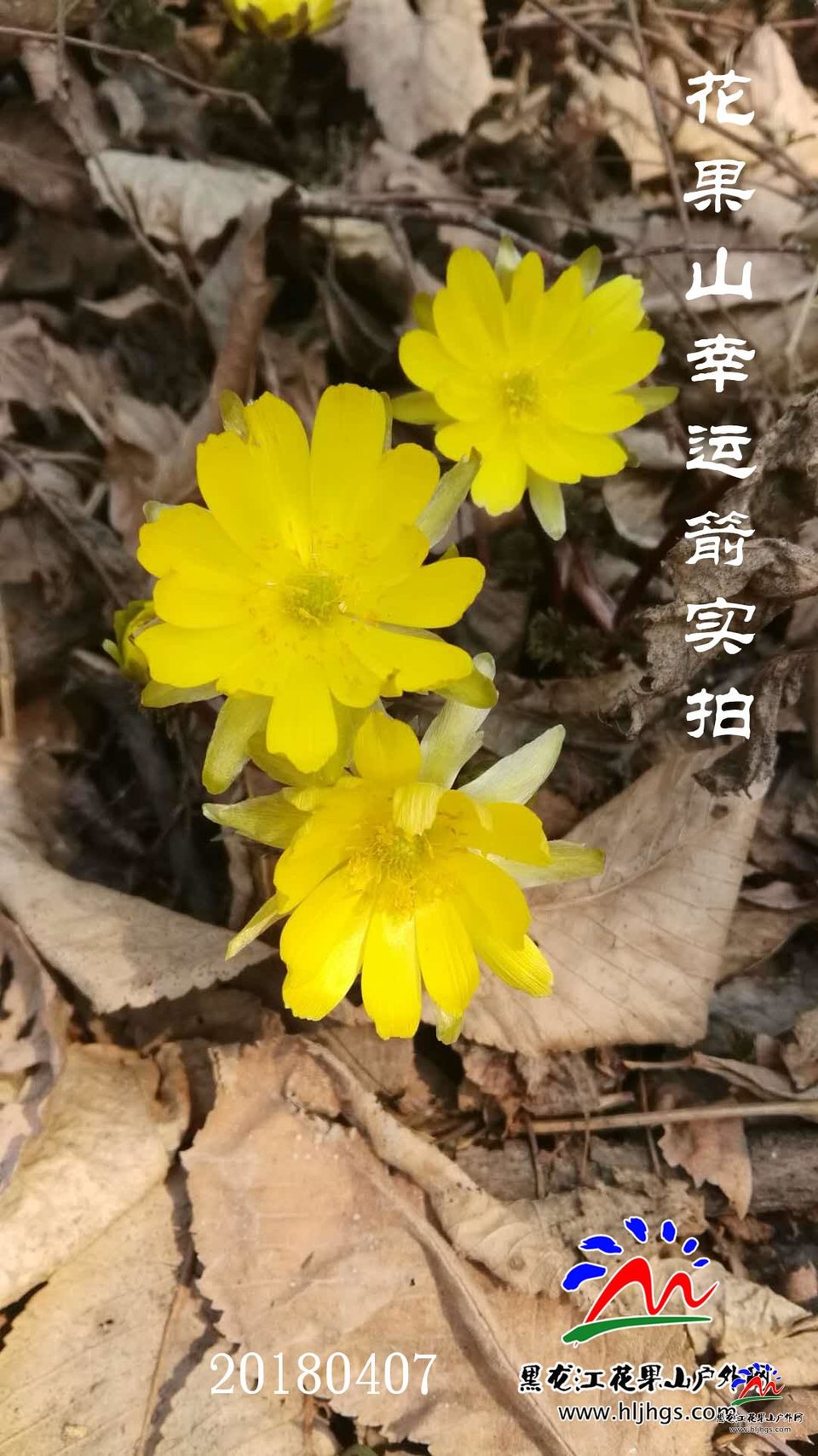 微信图片_20180407111203幸运箭
