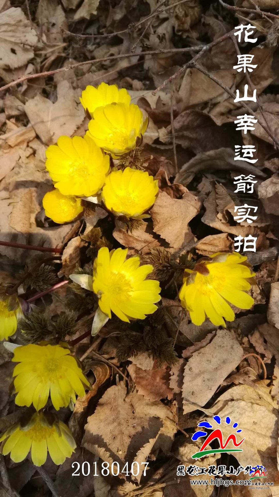 微信图片_20180407111203幸运箭4