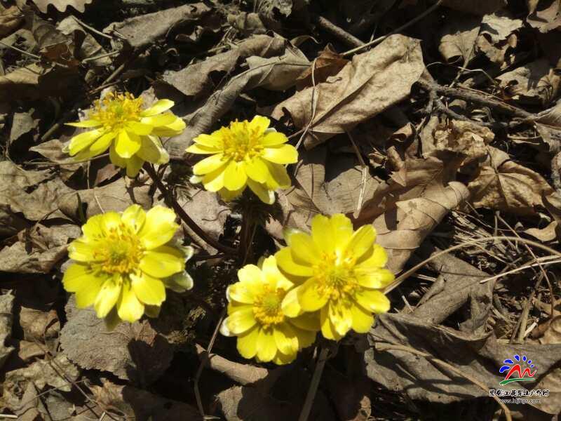 微信图片_20180407112430