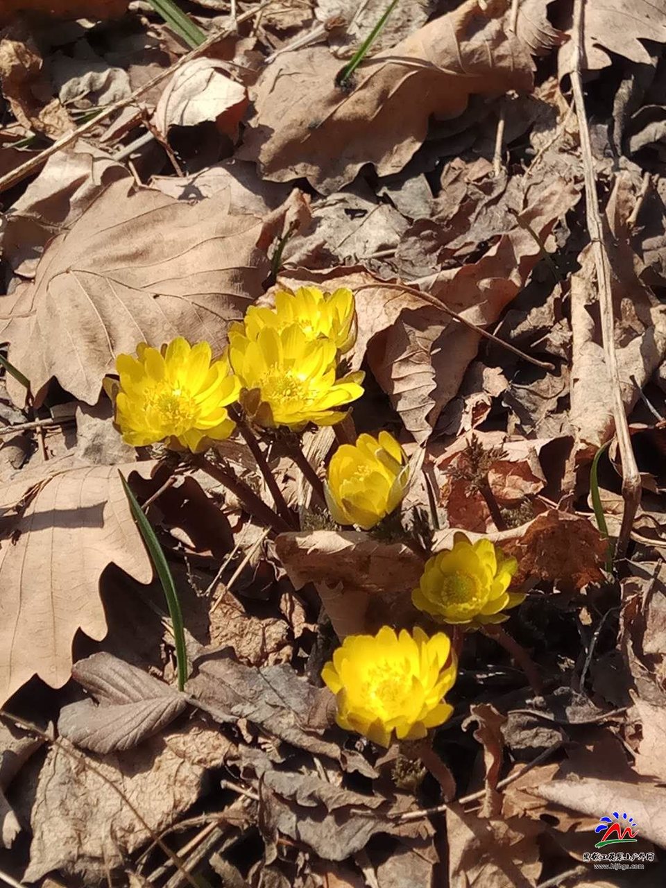 微信图片_20180407162103