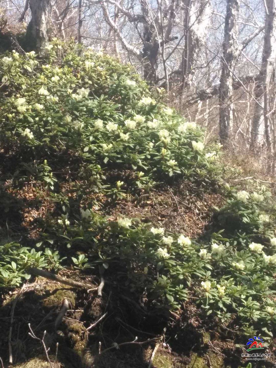 微信图片_20180519103904