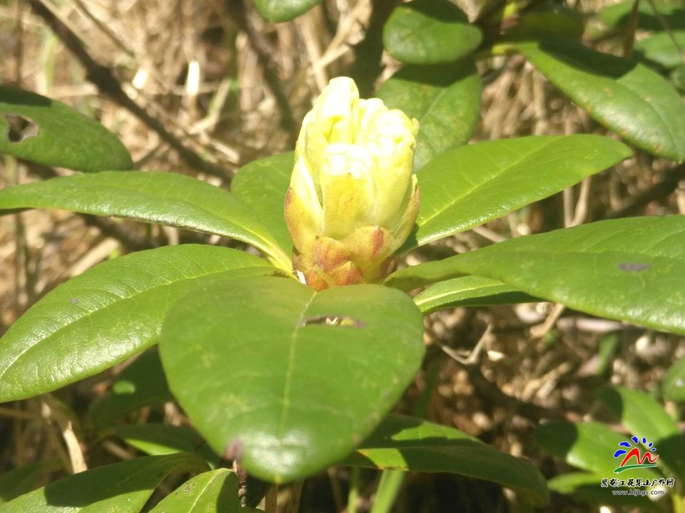 微信图片_20180519103910高山牛皮杜鹃