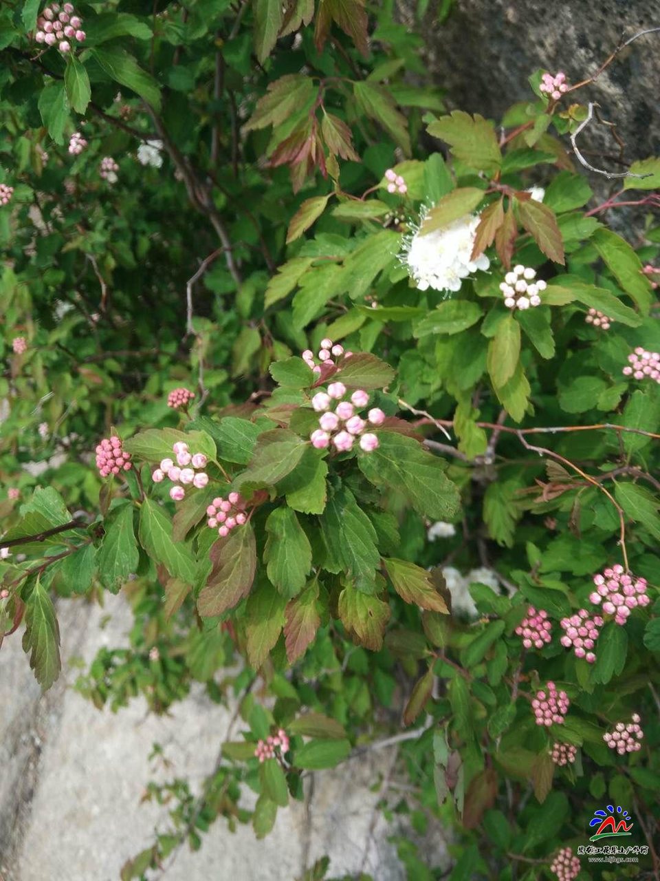 微信图片_20180513173914