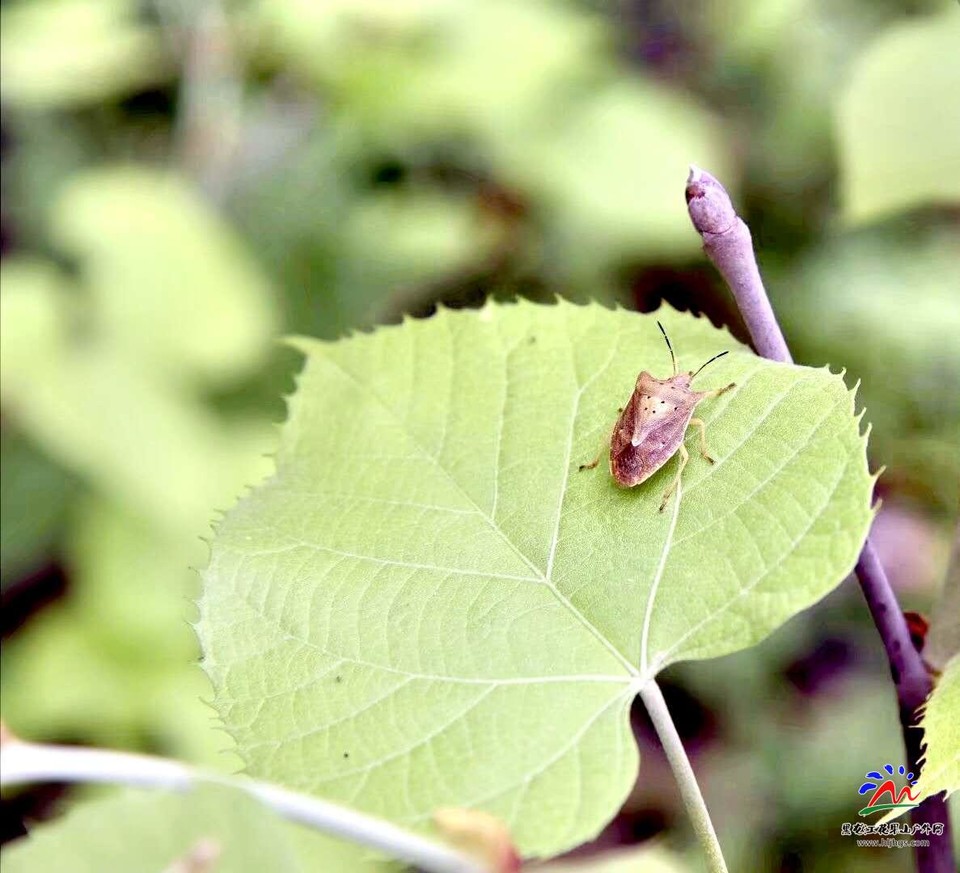 微信图片_20180513210543