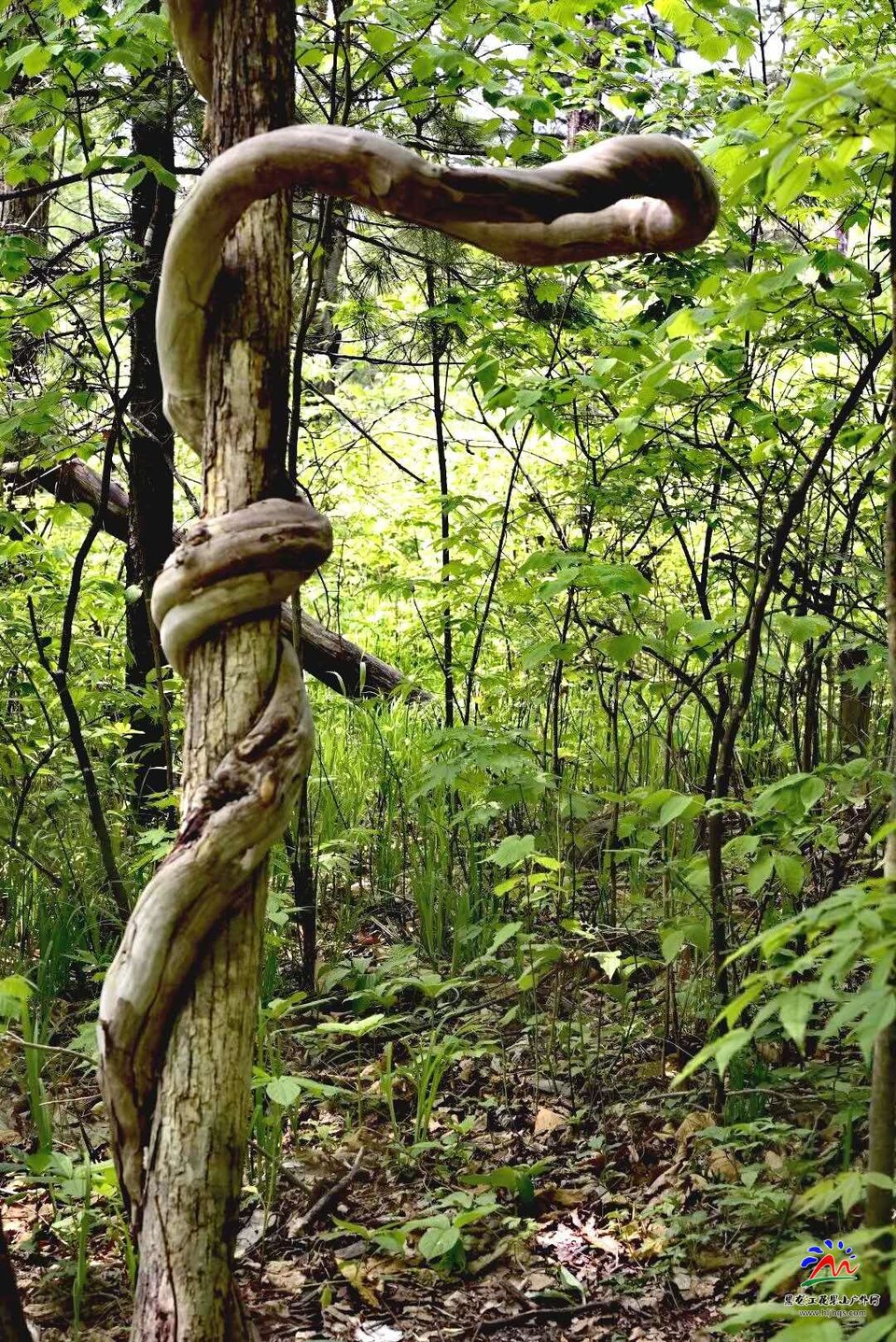 微信图片_20180513210557