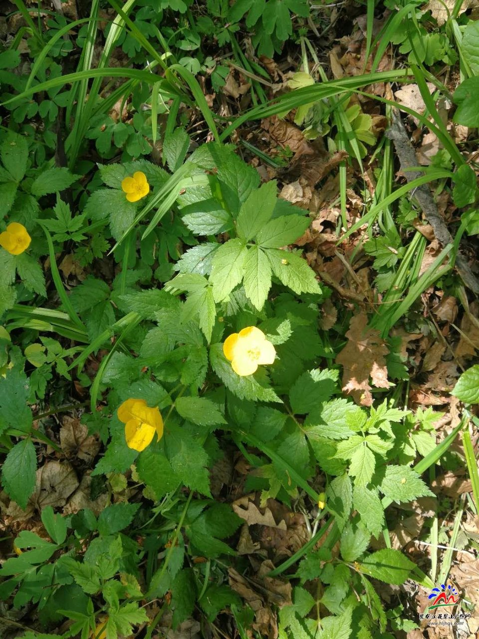 微信图片_20180513220746