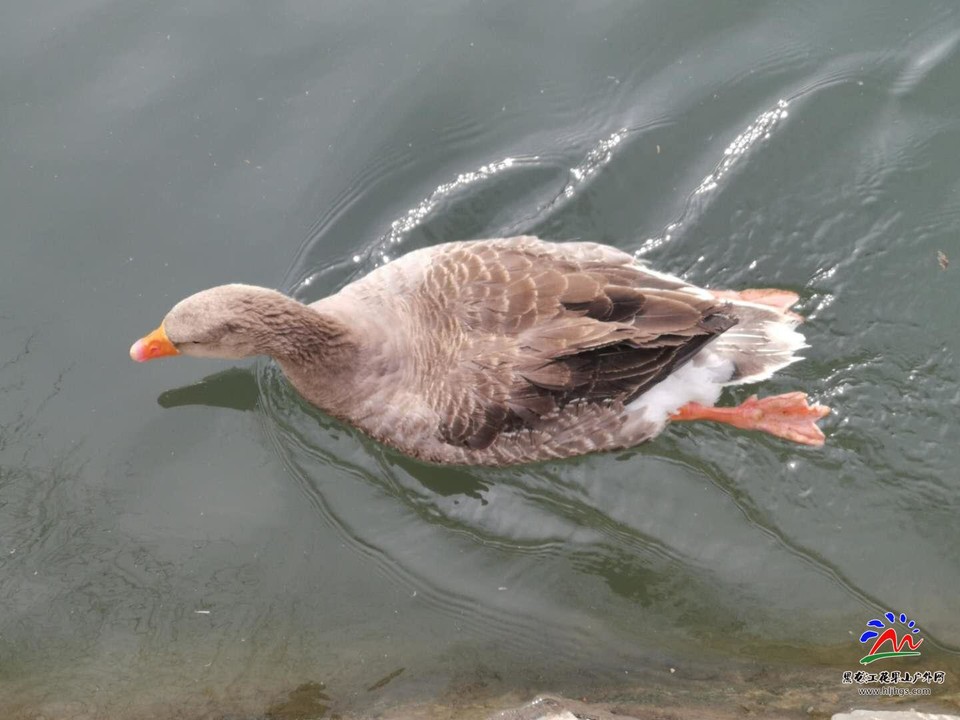 s_CsNoo_jGjaUPTOG4wVWGeTNId-KFm7URmdCiodxoUQCUbXV4zSlrHc-qDg6TG7