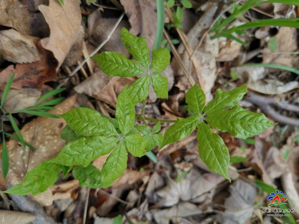 zW8buxEOo8U9aUGA6OMFnWDhf9oSyWjUNxh7ABH6KS5inFy3O2IbcBaRmNz151E4