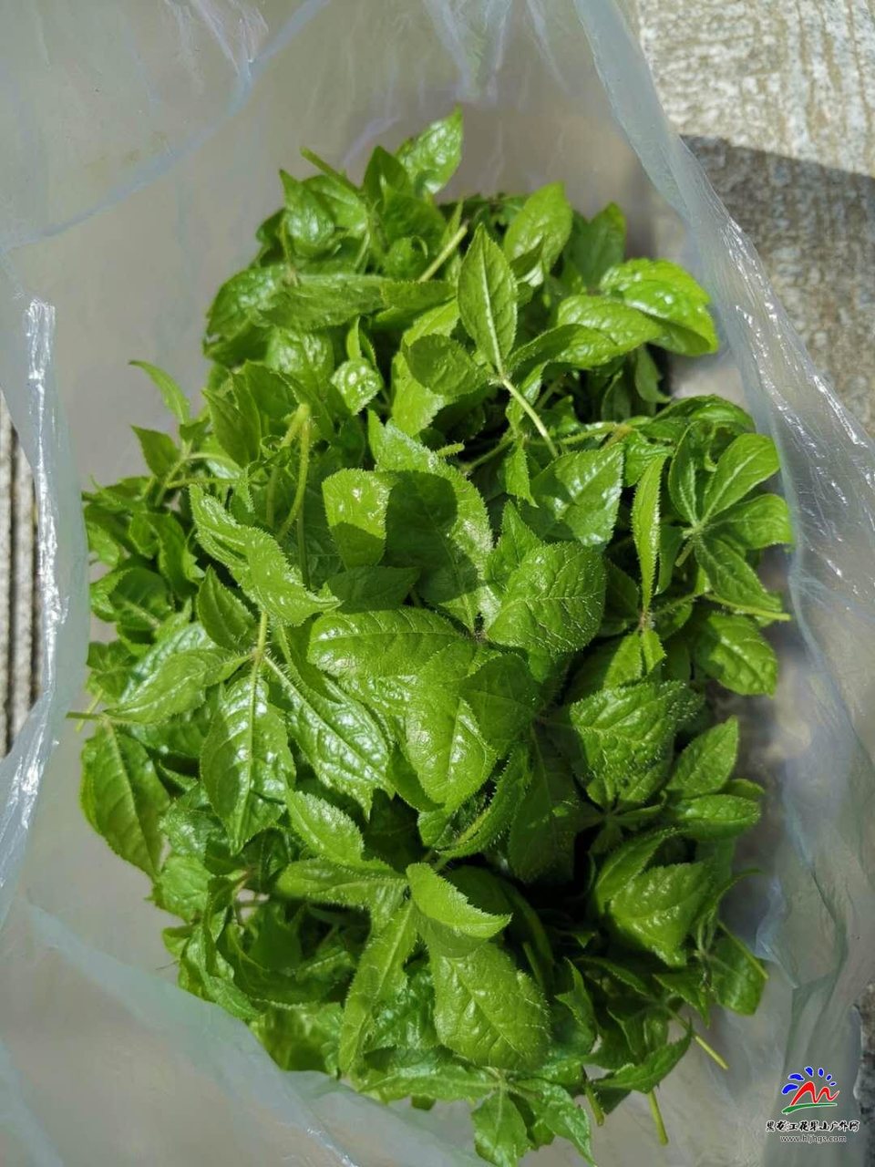 -gwyX1enSPwK-GV1ksxySQFiG9jUIE7jKj5vCkgbjKHhmFlTe5qLq6FL3SDCxNqk