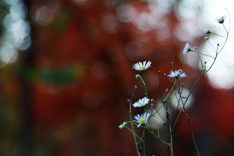 蛟河红叶谷 拉法山 松花湖 14