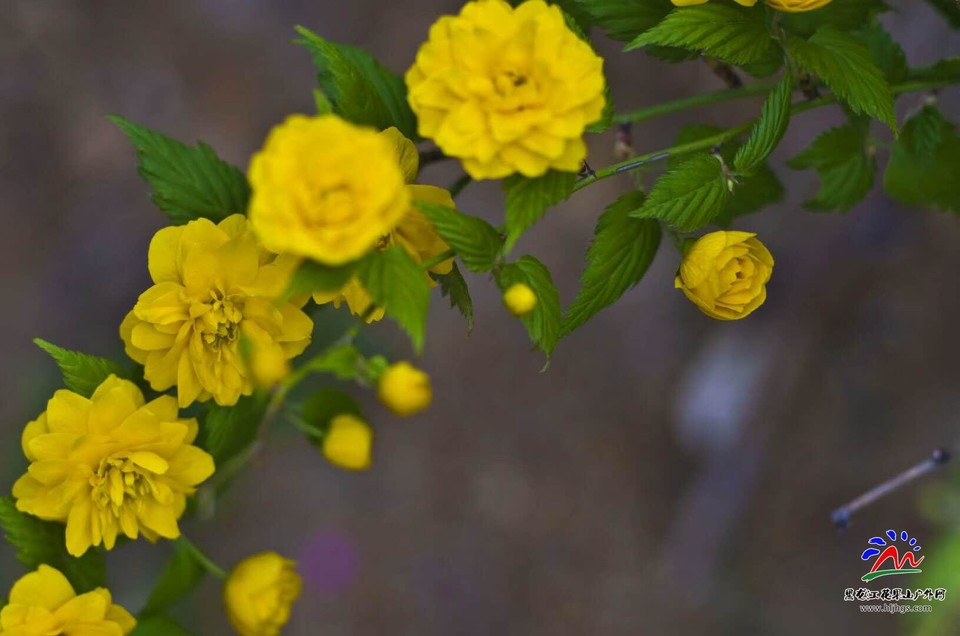 5_KQfgCYBKL9w7LSHhdD7PRsbFI_kCzgB9_ZT2mMb_34cN5t1txNGlqHrWsq24J5