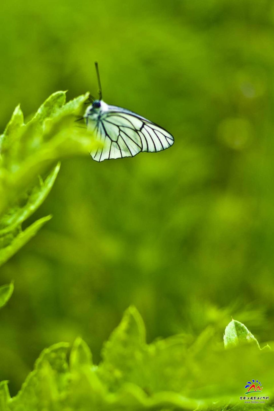 LMdvigQXi5bSjePU-htFOLJYPpyo2KF2RRm7DMQVdQ11DoSbYv5CKAj5Mxl2SWyn