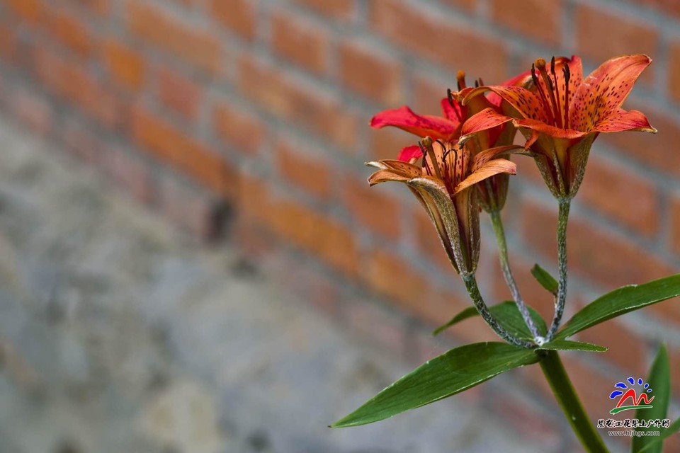 oOgl5ZFg-vB2sOF7-zeDWD4YfJ8KeArArSpI9wfZHnY8lCBLFS_bJVqenEF1Iyx8