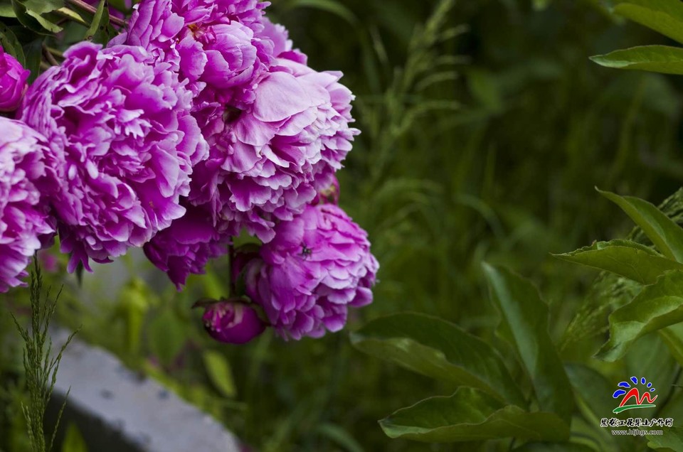 cP5LUbCVwAdbcQfcHTG1s0RsMWdBAMiX03PW9ruRMyL7V1tlZ81qxBJw4jLim0wI