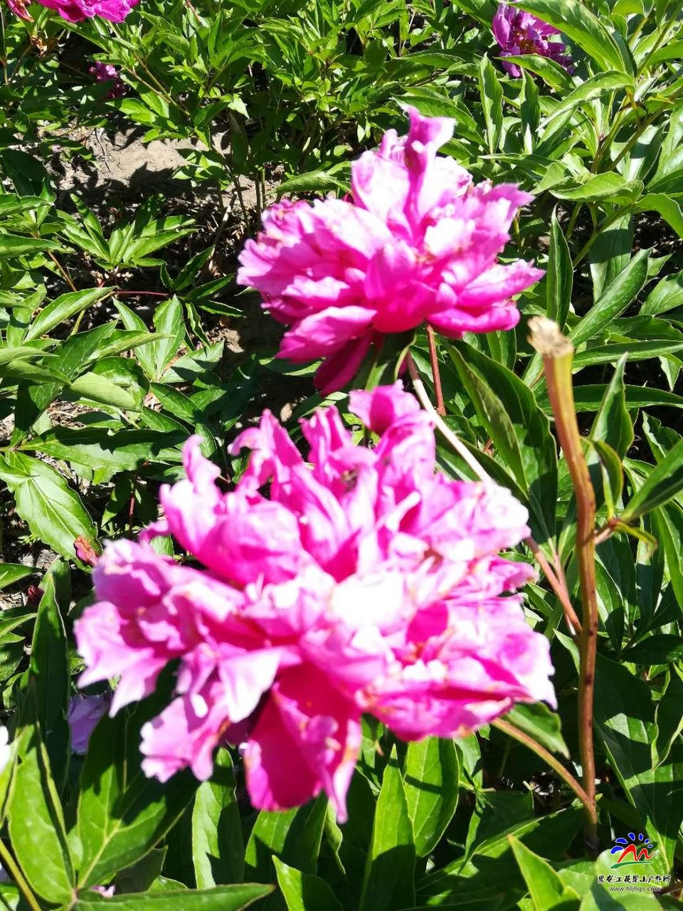 7ZUGpckU0ENTXVjaaT3zbmuOuVM29pbUt3OEQLJNEbfPeKAcdzmkcCzjbJuf7uzr